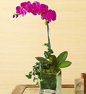 Purple Phalaenopsis Orchid