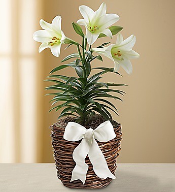 Easter Sentiments™ Sympathy Lily Plant
